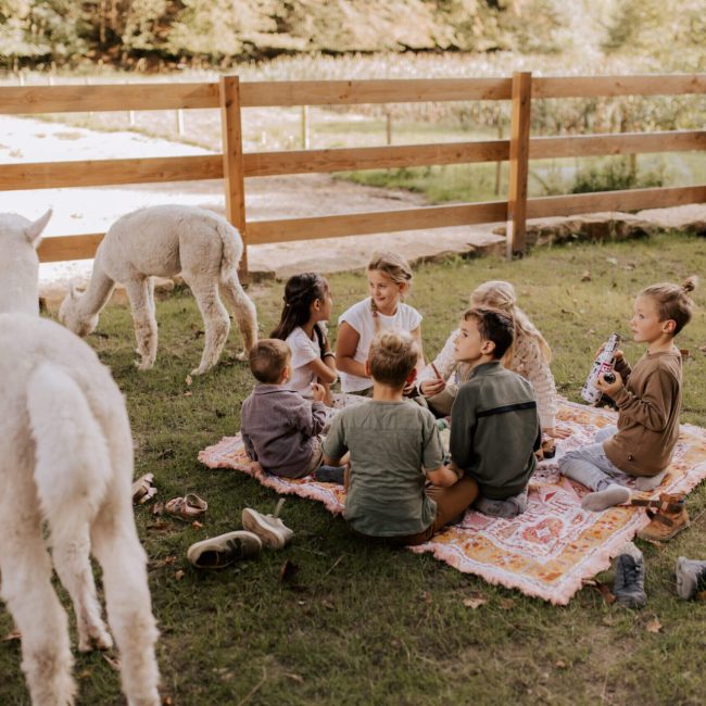 Kinder feiern einen Alpaka-Kindergeburtstag mit einem Picknick bei den Alpakas.