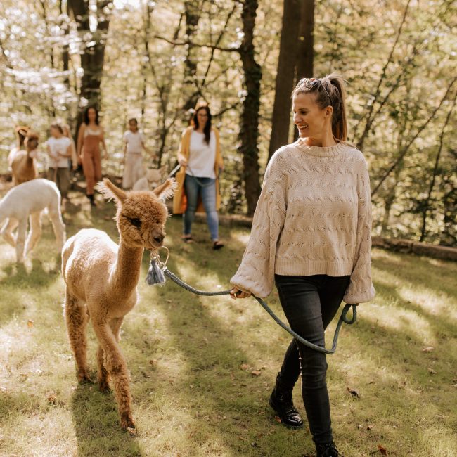 Eine Alpaka Wanderung im Wald - mehrere Frauen führen Alpakas.